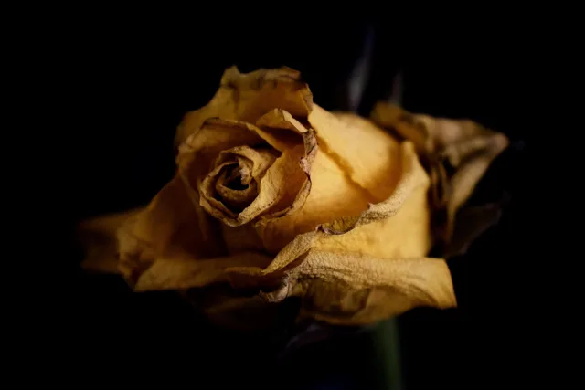 ingen person, natur, a, färg blommor vissna ros. Telekomavtal: mobil, bredband och samlade tjänster